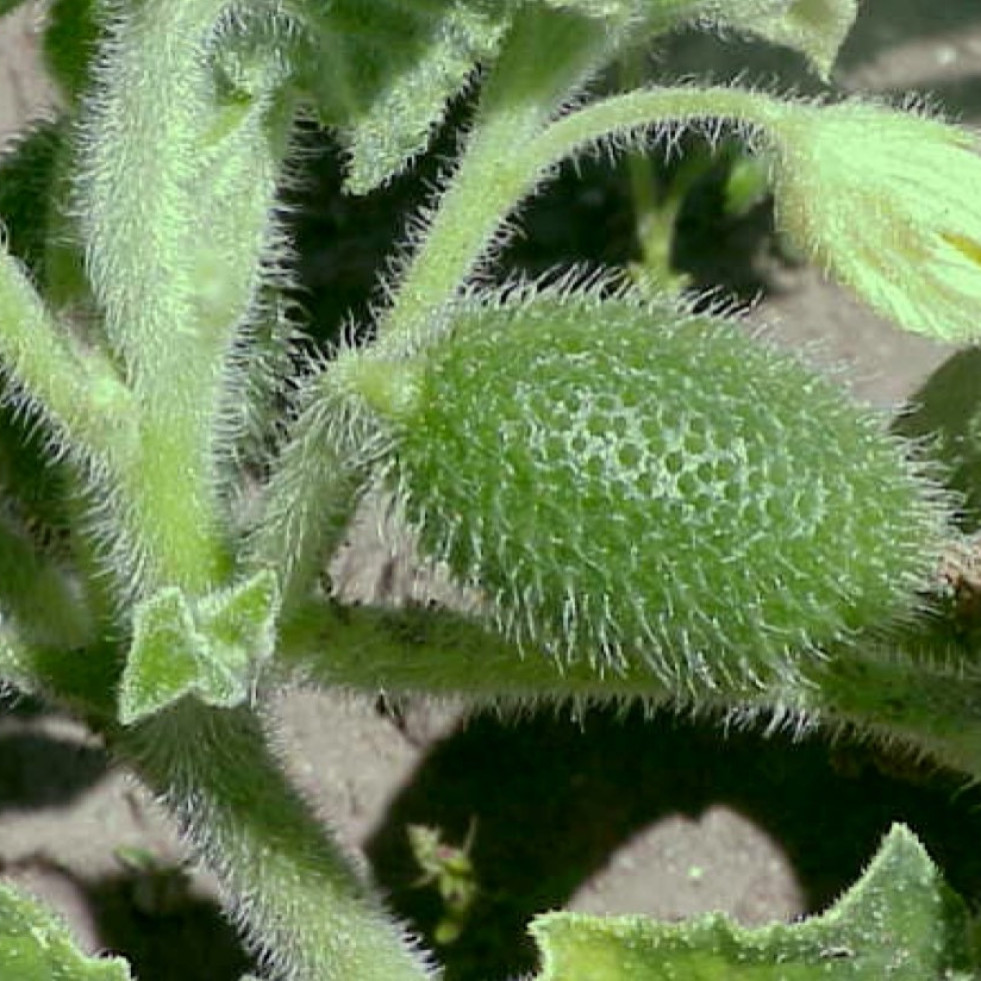 El mecanismo explosivo de una variante del pepino que lanza semillas a 70 km/h inspira desarrollos en biomedicina y robótica
