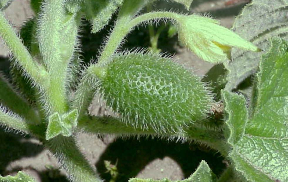 El mecanismo explosivo de una variante del pepino que lanza semillas a 70 km/h inspira desarrollos en biomedicina y robótica