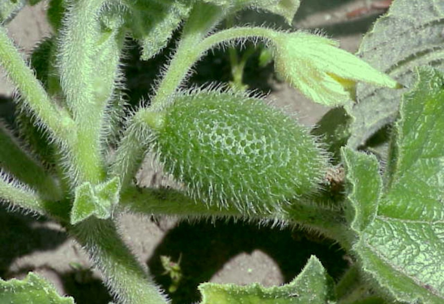 El mecanismo explosivo de una variante del pepino que lanza semillas a 70 km/h inspira desarrollos en biomedicina y robótica