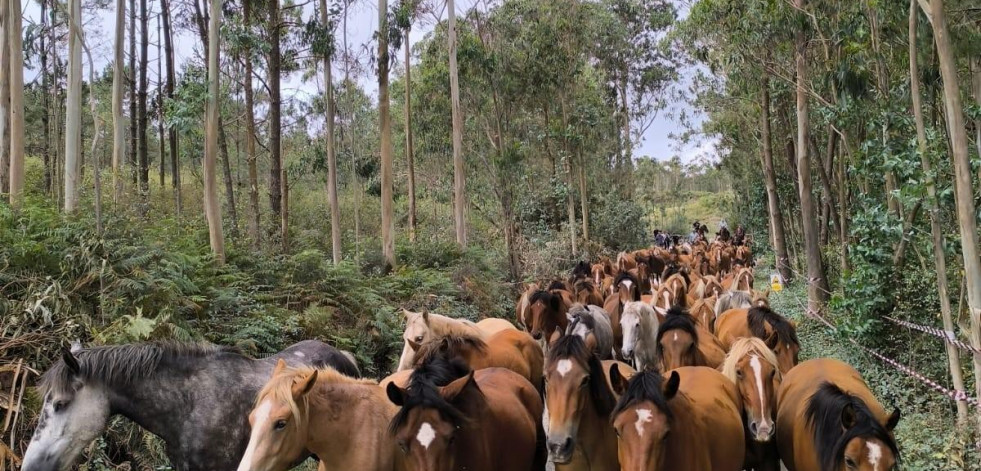 La bajada de caballos del monte y los paseos por el pueblo calientan motores para la Rapa das Bestas