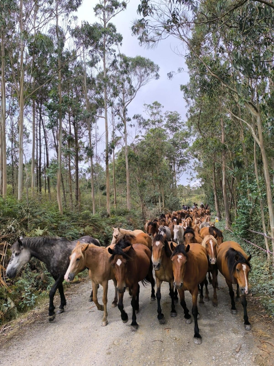 La bajada de caballos del monte y los paseos por el pueblo calientan motores para la Rapa das Bestas