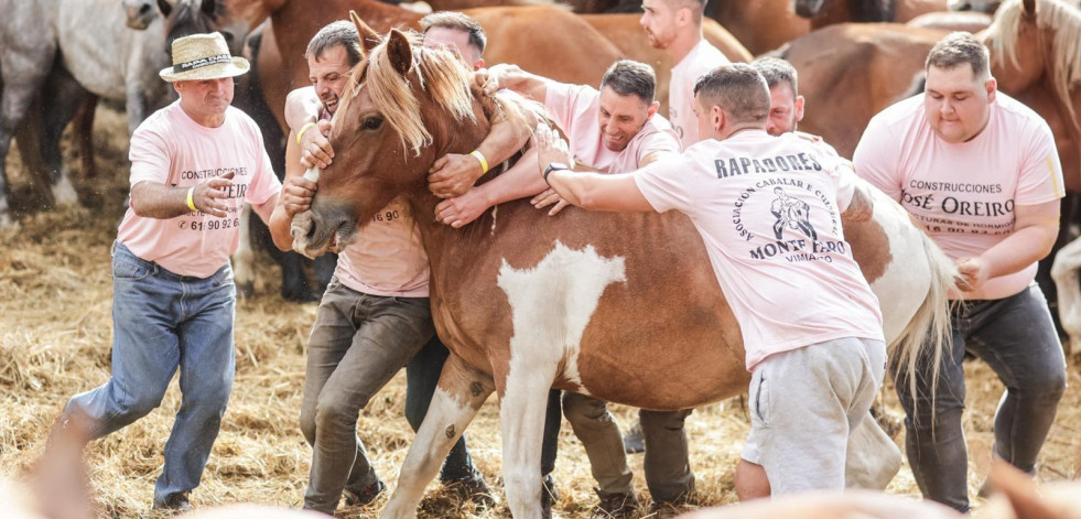 Hombres y mujeres miden de nuevo sus fuerzas con los caballos en la Rapa de Vimianzo