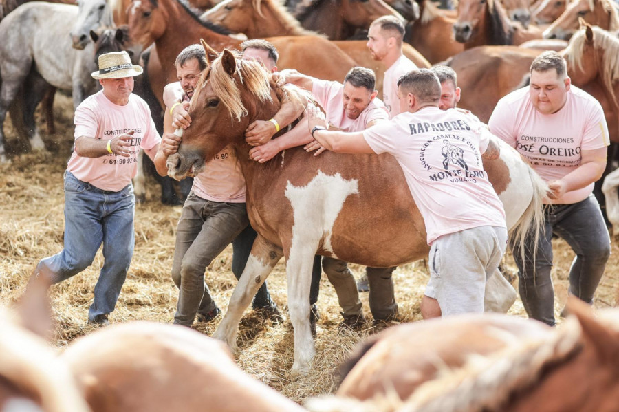 Hombres y mujeres miden de nuevo sus fuerzas con los caballos en la Rapa de Vimianzo