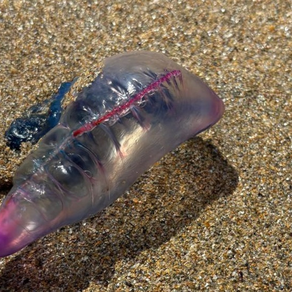Las carabelas portuguesas vuelven a la zona atraídas por la subida de la temperatura del mar