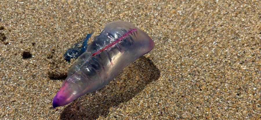 Las carabelas portuguesas vuelven a la zona atraídas por la subida de la temperatura del mar