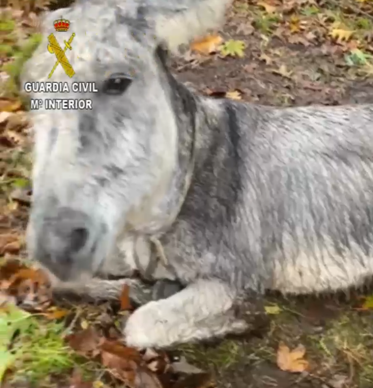 Burro maltratado en Dumbru00eda