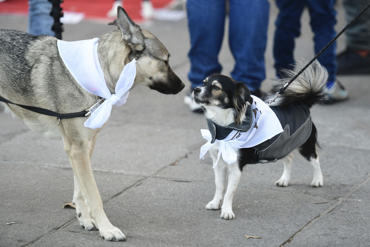 Los perros y sus dueu00f1os participan en la Sanperrestre y las CANpanadas  @ EFE (2)