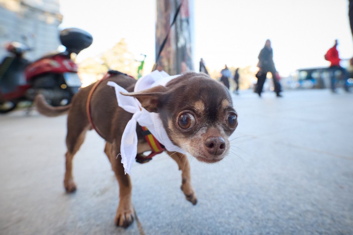 Los perros y sus dueu00f1os participan en la Sanperrestre y las CANpanadas  @ EFE (3)